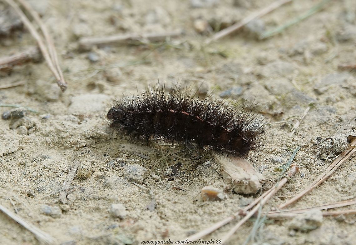 White Ermine Moth caterpillar (Spilosoma lubricipeda) If there&#039;s ever a Larvae Olympics, you could do worse than put your money on this speedy and determined caterpillar, for the 100 metres sprint!<br />
<br />
Watch it burn the ground up under its (many) feet, here:  <section class="video"><iframe width="448" height="282" src="https://www.youtube-nocookie.com/embed/1EHDt-3OXZg?hd=1&autoplay=0&rel=0" frameborder="0" allowfullscreen></iframe></section>                         Geotagged,Spilosoma lubricipeda,Summer,United Kingdom,White Ermine