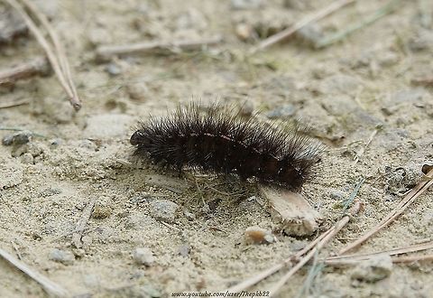 White Ermine Moth caterpillar (Spilosoma lubricipeda) If there's ever a Larvae Olympics, you could do worse than put your money on this speedy and determined caterpillar, for the 100 metres sprint!

Watch it burn the ground up under its (many) feet, here:  https://www.youtube.com/watch?v=1EHDt-3OXZg                         Geotagged,Spilosoma lubricipeda,Summer,United Kingdom,White Ermine