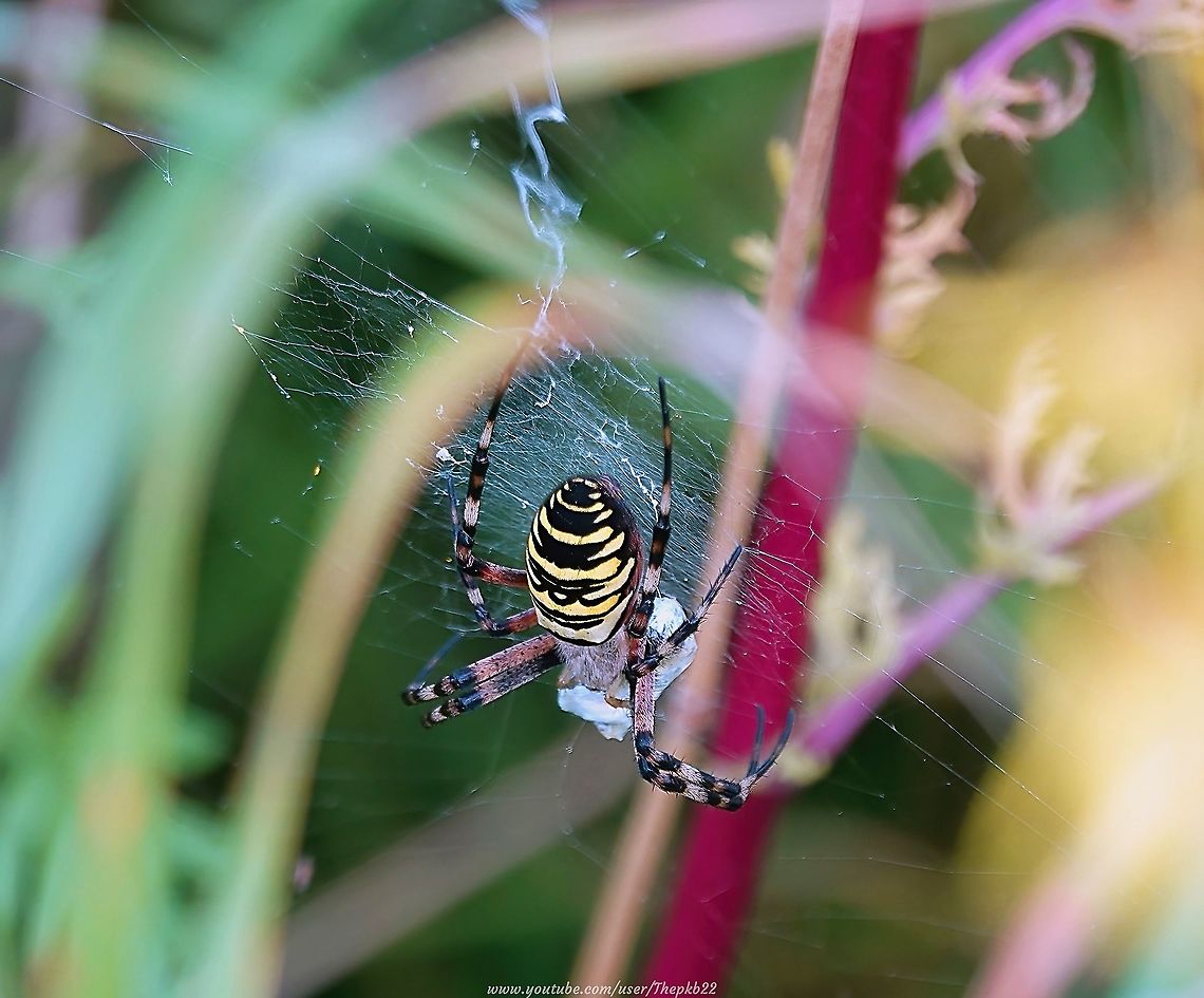 Wasp Spider (Argiope bruennichi) This glorious spider needs little introduction and I've featured it before, but this  extended video gives us a better look at it in action and has further information on the species.<br />
<br />
<section class="video"><iframe width="448" height="282" src="https://www.youtube-nocookie.com/embed/iTu5pf6mtCA?hd=1&autoplay=0&rel=0" frameborder="0" allowfullscreen></iframe></section><br />
                     Argiope bruennichi,Geotagged,Summer,United Kingdom,Wasp spider