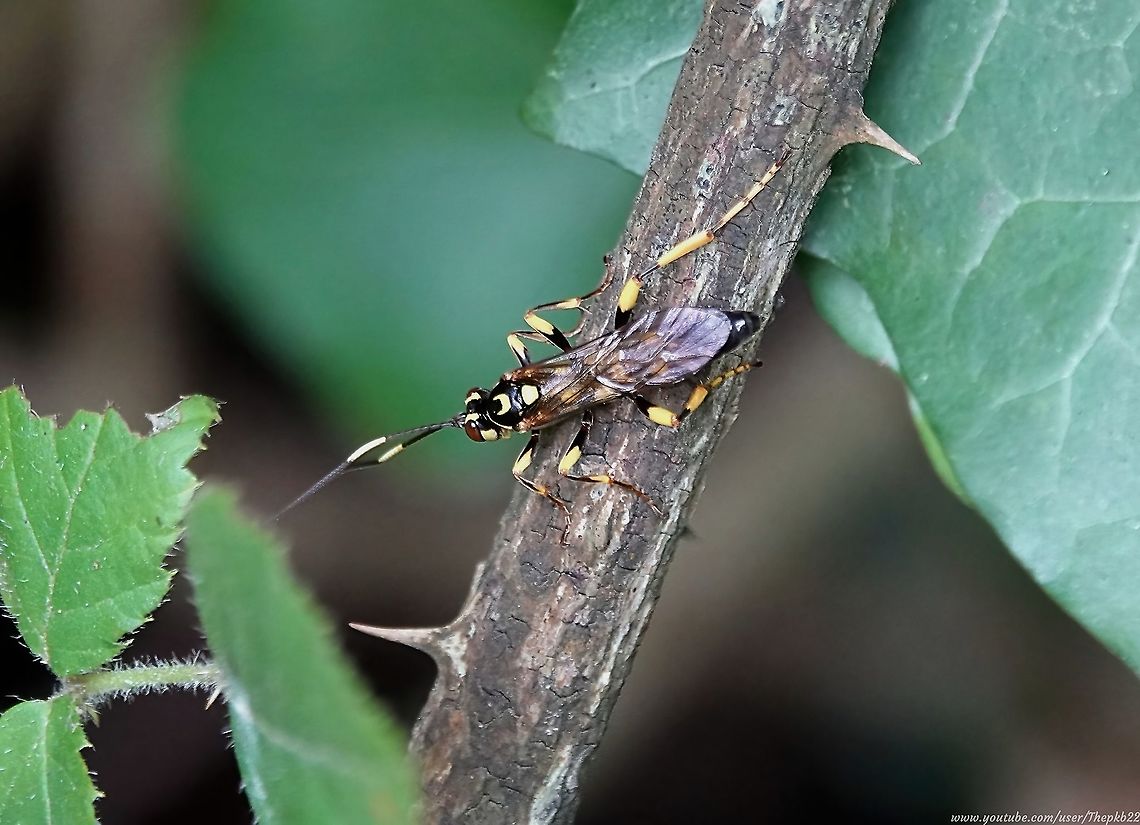 Ichneumon Wasp (Hepiopelmus variegatorius) This was one of those 'eureka' moments.<br />
<br />
On my way home having given in to the wind and general lack of anything of interest in the previous couple of hours, I just caught sight of movement in undergrowth, as I walked by.<br />
<br />
It was this large, outstanding insect which made it as difficult as it could to keep sight of, as it disappeared in and out of cover.<br />
<br />
That it turns out to be directly relevant/linked to a species about which I posted just a day or two ago, made it seem even more special.<br />
<br />
Watch and read about it here: <section class="video"><iframe width="448" height="282" src="https://www.youtube-nocookie.com/embed/Emk4P3w2XIc?hd=1&autoplay=0&rel=0" frameborder="0" allowfullscreen></iframe></section>          <br />
<br />
(This post replaces my previous post of the same subject due to a spelling error in the species name, for which I'm  grateful to Jivko Nakev for pointing out) Geotagged,Hepiopelmus variegatorius,Summer,United Kingdom