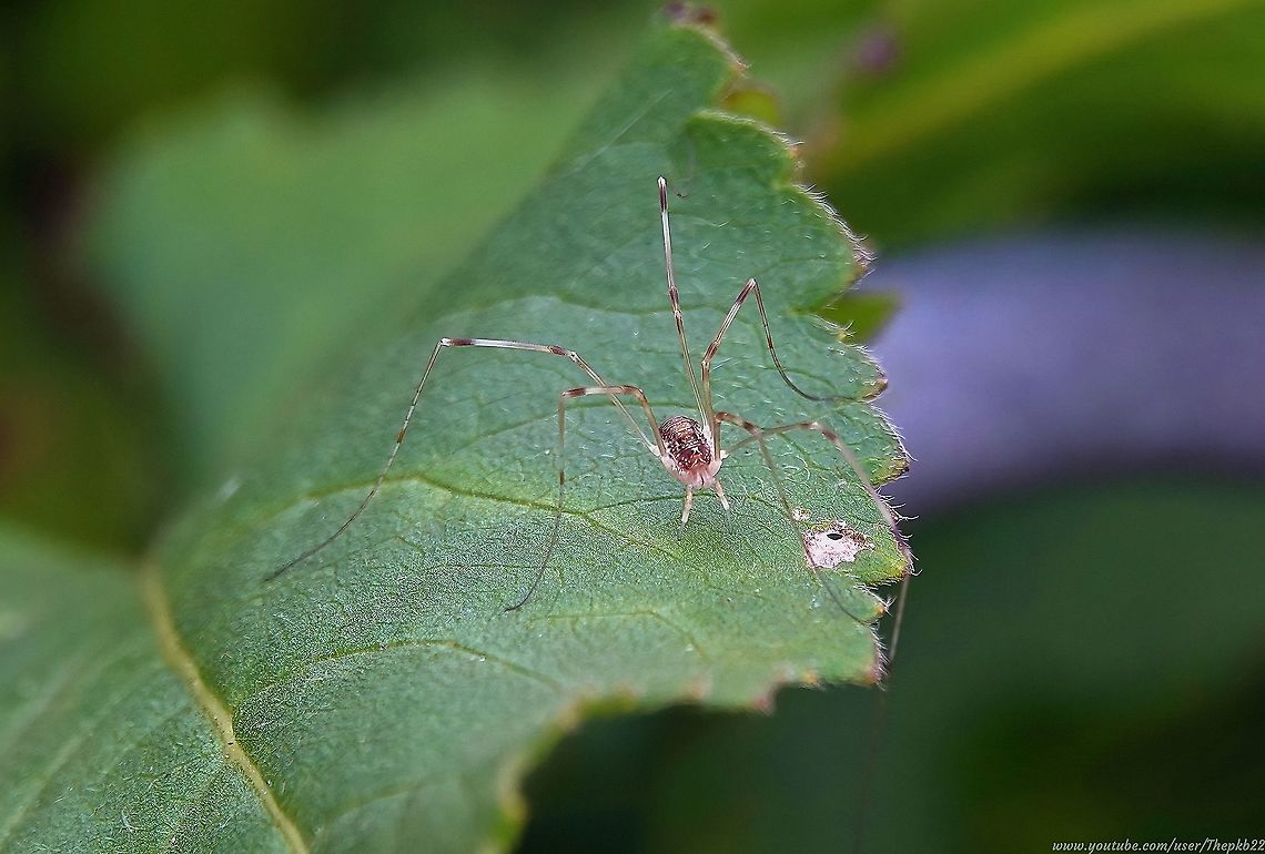 Immature Harvestman (Opilio canestrinii) Harvestmen, often mistakenly described as spiders, are one those species which make me wonder, "how do you function" given what looks like an awkward design.<br />
<br />
Yet they are experts as making their way quickly and efficiently over and through the thickest undergrowth.<br />
<br />
To watch them close up is truly fascinating:  <section class="video"><iframe width="448" height="282" src="https://www.youtube-nocookie.com/embed/VzdC5opOt84?hd=1&autoplay=0&rel=0" frameborder="0" allowfullscreen></iframe></section> Canestrini's Harvestman,Geotagged,Opilio canestrinii,Summer,United Kingdom