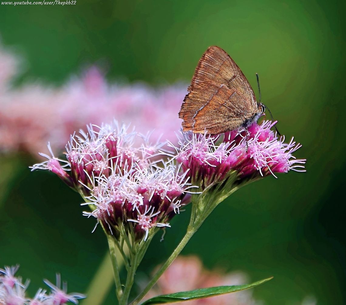 Brown Hairstreak Butterfly (Thecla betulae) I have featured this species before, but the excitement of finding one of the UK&#039;s rarest butterflies in my garden just has to be shared!<br />
<br />
For more information, watch the video on my Youtube Channel here: <section class="video"><iframe width="448" height="282" src="https://www.youtube-nocookie.com/embed/S3G-9KcPwro?hd=1&autoplay=0&rel=0" frameborder="0" allowfullscreen></iframe></section><br />
<br />
                        Brown hairstreak,Geotagged,Summer,Thecla betulae,United Kingdom
