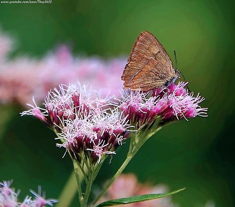 Brown Hairstreak Butterfly (Thecla betulae) I have featured this species before, but the excitement of finding one of the UK's rarest butterflies in my garden just has to be shared!

For more information, watch the video on my Youtube Channel here: https://www.youtube.com/watch?v=S3G-9KcPwro

                        Brown hairstreak,Geotagged,Summer,Thecla betulae,United Kingdom
