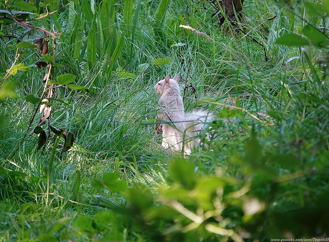 Albino Grey Squirrel (Sciurus carolinensis) Out and about on a Sunday walk, deep in the Sussex countryside, I spotted a white tail in distant undergrowth.<br />
<br />
To my absolute delight and surprise, it turned out to be this albino squirrel!<br />
<br />
I managed several photos before it saw me and took off, so alas no video.<br />
<br />
In mammals, albinism occurs when an individual inherits one or more mutated genes from both parents that interfere with the body&rsquo;s production of melanin, the main pigment that determines the colour of skin, fur, and eyes.<br />
<br />
The odds of a gene mutation producing an albino squirrel are approx. 1 in 100,000, or 10 in a million.<br />
<br />
There are approx. 5 million grey squirrels in the UK which means only around 50 are albino.<br />
<br />
This was quite a special find. Eastern gray squirrel,Geotagged,Sciurus carolinensis,Summer,United Kingdom