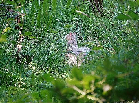Albino Grey Squirrel (Sciurus carolinensis) Out and about on a Sunday walk, deep in the Sussex countryside, I spotted a white tail in distant undergrowth.

To my absolute delight and surprise, it turned out to be this albino squirrel!

I managed several photos before it saw me and took off, so alas no video.

In mammals, albinism occurs when an individual inherits one or more mutated genes from both parents that interfere with the body’s production of melanin, the main pigment that determines the colour of skin, fur, and eyes.

The odds of a gene mutation producing an albino squirrel are approx. 1 in 100,000, or 10 in a million.

There are approx. 5 million grey squirrels in the UK which means only around 50 are albino.

This was quite a special find. Eastern gray squirrel,Geotagged,Sciurus carolinensis,Summer,United Kingdom