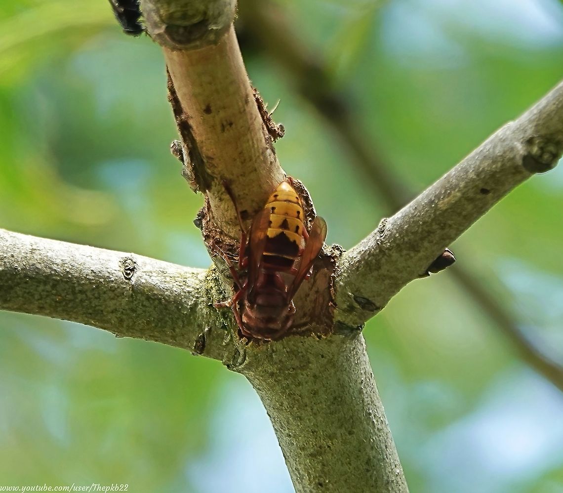 European Hornet (Vespa Crabro) Within an hour or two of finding an albino squirrel, I came across a tree buzzing (literally) with Hornets, busy stripping the bark from the hapless tree, making it a very good afternoon&#039;s work.<br />
<br />
This time, a video was possible, so rather than running for the hills at the first sight of a Hornet, watch them at work and read all about them here: <section class="video"><iframe width="448" height="282" src="https://www.youtube-nocookie.com/embed/9JhAC6naRJg?hd=1&autoplay=0&rel=0" frameborder="0" allowfullscreen></iframe></section><br />
       European Hornet,Geotagged,Summer,United Kingdom,Vespa crabro