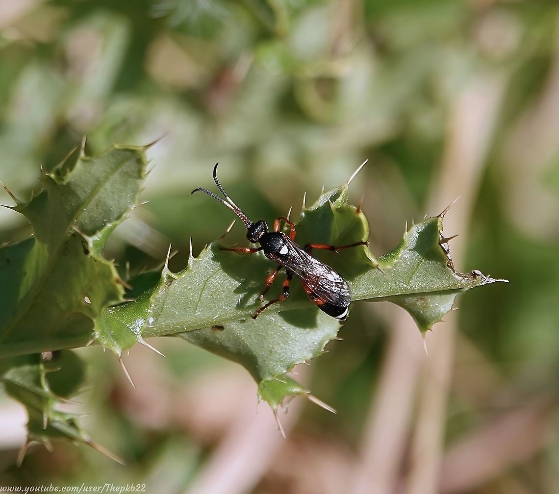 Ichneumon sarcitorius    I've seen this particularly attractive, but poorly recorded Ichneumon in the past I believe, but this is the first time I've managed a good look at it and the time to film video footage.<br />
<br />
Although another hyperactive insect, this time it even paused for a few seconds, for which I'm much obl;iged, before disappearing back into the undergrowth.<br />
<br />
See the result and read about this beauty, here: <section class="video"><iframe width="448" height="282" src="https://www.youtube-nocookie.com/embed/4EW75X8Dqos?hd=1&autoplay=0&rel=0" frameborder="0" allowfullscreen></iframe></section>                             Geotagged,Ichneumon sarcitorius,Summer,United Kingdom