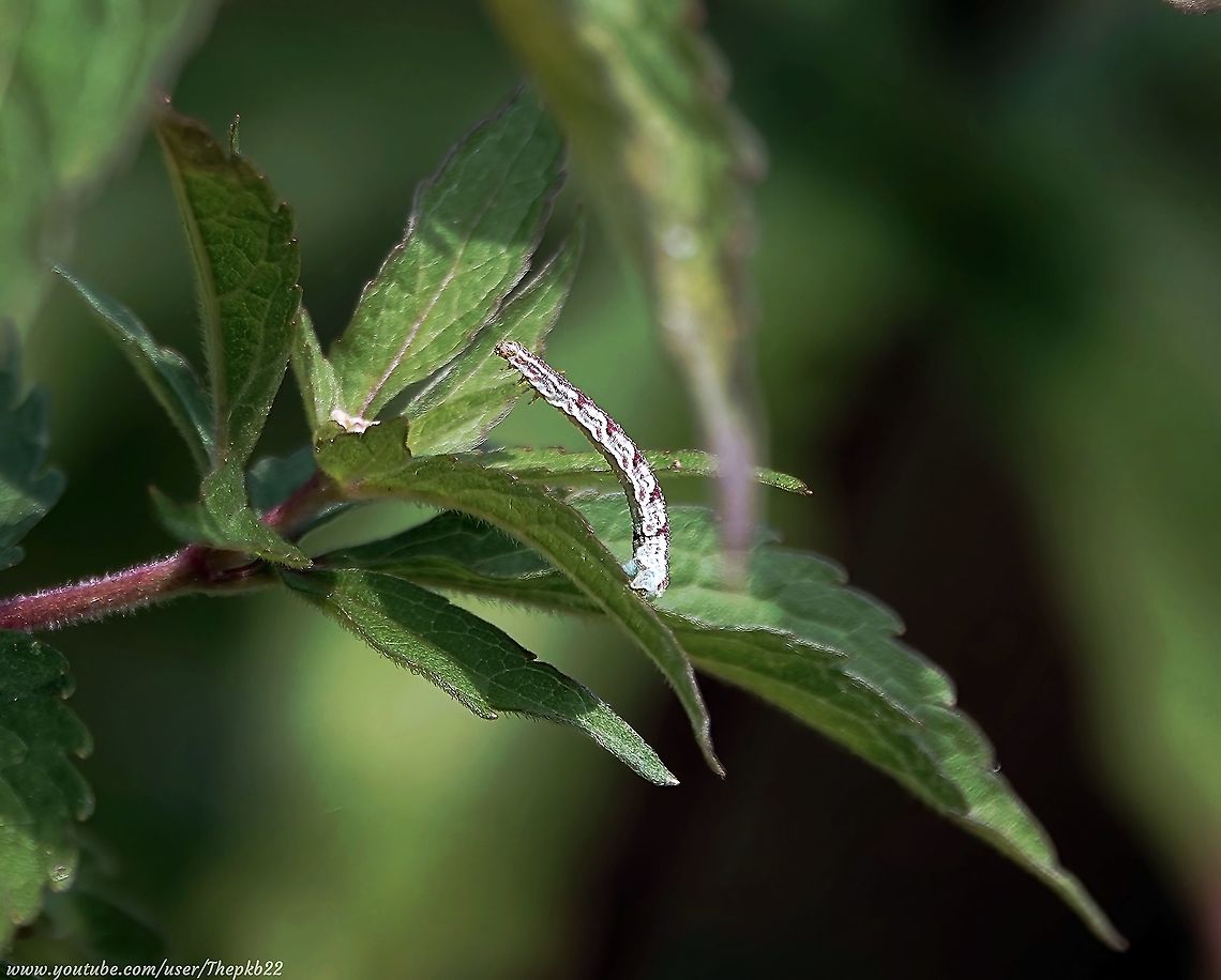 Wormwood Pug Moth larva (Eupithecia absinthiata) Watch the first few seconds of the video below and you may understand why it took me a while to realise what this alien-looking thing actually was?<br />
<br />
It was truly fascinating to watch as it arched and looped its way around the hemp agrimony upon which I found it.<br />
<br />
       <section class="video"><iframe width="448" height="282" src="https://www.youtube-nocookie.com/embed/F7M5zcUQD38?hd=1&autoplay=0&rel=0" frameborder="0" allowfullscreen></iframe></section>   Eupithecia absinthiata,Geotagged,Summer,United Kingdom,Wormwood pug