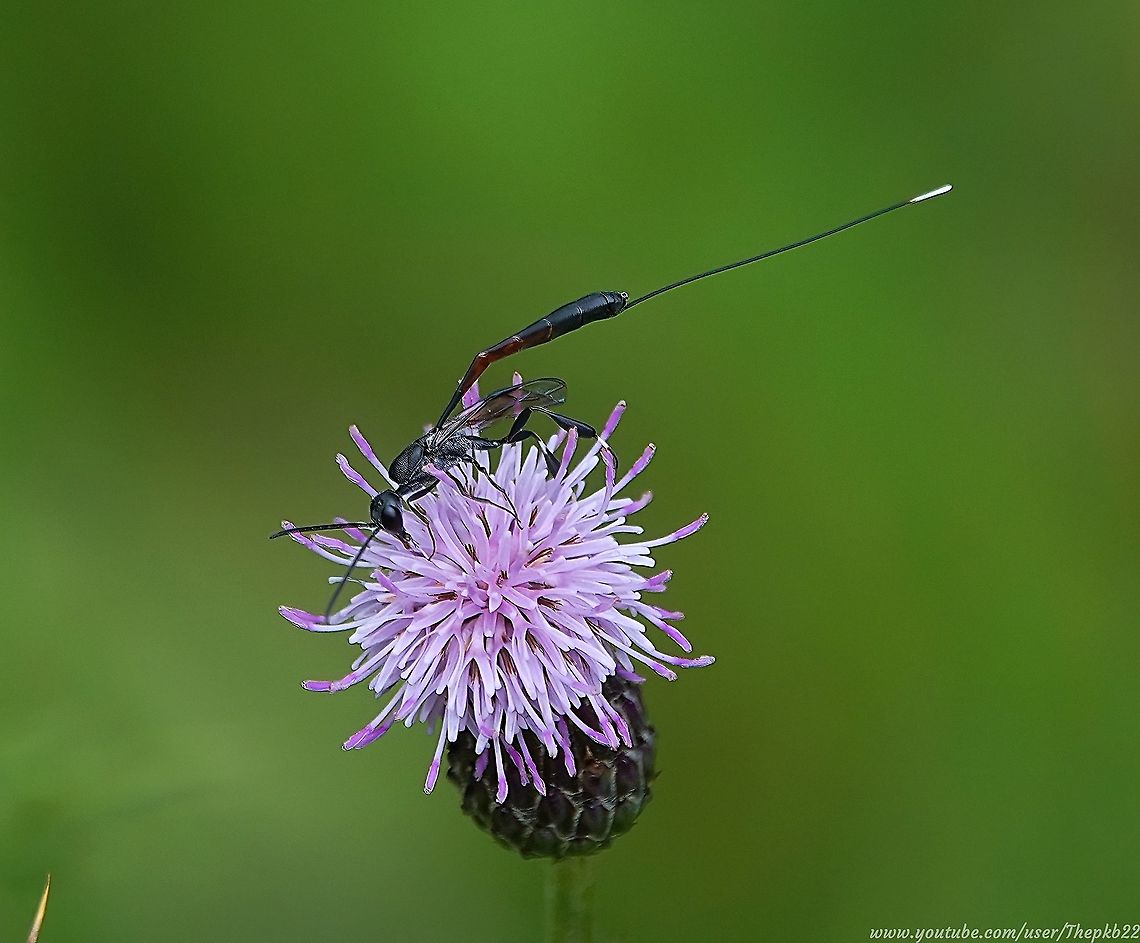 The Great Pennant wasp (Gasteruption jaculator) It's surprising how a little sun can make such a difference. <br />
<br />
After a long catch-up and countryside wander with a friend on a dull afternoon in August, we had seen surprisingly little of particular interest.<br />
<br />
Suddenly the sun broke through and within a few minutes the seemingly abandoned plants and flowers were suddenly alive. <br />
<br />
Among the insects now feverishly gorging on nectar was this beauty, luckily later confirmed identity-wise by one of the foremost experts in the UK.<br />
<br />
See and read about it by visiting my video here: <section class="video"><iframe width="448" height="282" src="https://www.youtube-nocookie.com/embed/YeyDAOSeL7Q?hd=1&autoplay=0&rel=0" frameborder="0" allowfullscreen></iframe></section>    Gasteruption jaculator,Geotagged,Summer,United Kingdom