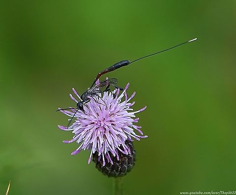 The Great Pennant wasp (Gasteruption jaculator) It's surprising how a little sun can make such a difference. 

After a long catch-up and countryside wander with a friend on a dull afternoon in August, we had seen surprisingly little of particular interest.

Suddenly the sun broke through and within a few minutes the seemingly abandoned plants and flowers were suddenly alive. 

Among the insects now feverishly gorging on nectar was this beauty, luckily later confirmed identity-wise by one of the foremost experts in the UK.

See and read about it by visiting my video here: https://www.youtube.com/watch?v=YeyDAOSeL7Q    Gasteruption jaculator,Geotagged,Summer,United Kingdom