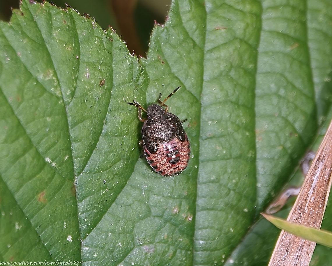 Vernal Shieldbug (Peribalus strictus) - Final instar I am reposting this photograph as a correction to my original post identifying this species as a Gorse Shieldbug (Piezodorus lituratus) having been corrected and having carried out further research.<br />
<br />
The best bit, is this is described as a "very rare" immigrant to the UK, on the southern-most coast only, which shows signs of colonisation. <br />
<br />
This 5th instar in my garden suggests that colonisation is taking place. <br />
<br />
I found two specimens.<br />
<br />
 Geotagged,Peribalus strictus,Summer,United Kingdom,Vernal Shieldbug
