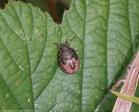 Vernal Shieldbug (Peribalus strictus) - Final instar I am reposting this photograph as a correction to my original post identifying this species as a Gorse Shieldbug (Piezodorus lituratus) having been corrected and having carried out further research.

The best bit, is this is described as a "very rare" immigrant to the UK, on the southern-most coast only, which shows signs of colonisation. 

This 5th instar in my garden suggests that colonisation is taking place. 

I found two specimens.

 Geotagged,Peribalus strictus,Summer,United Kingdom,Vernal Shieldbug