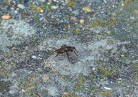 Furry-legged Seaweed fly (Coelopa pilipes) As you may notice, this is not the greatest natural photograph in the world.

Taken on a particularly bright January day, the flies in question were constantly on the move. That, combined with their size and the camouflage of the background pavement, made capturing detail very, very difficult.

The better then to see them in action and read about them here: https://www.youtube.com/watch?v=fqkkyyWFnRc Coelopa pilipes,Geotagged,United Kingdom