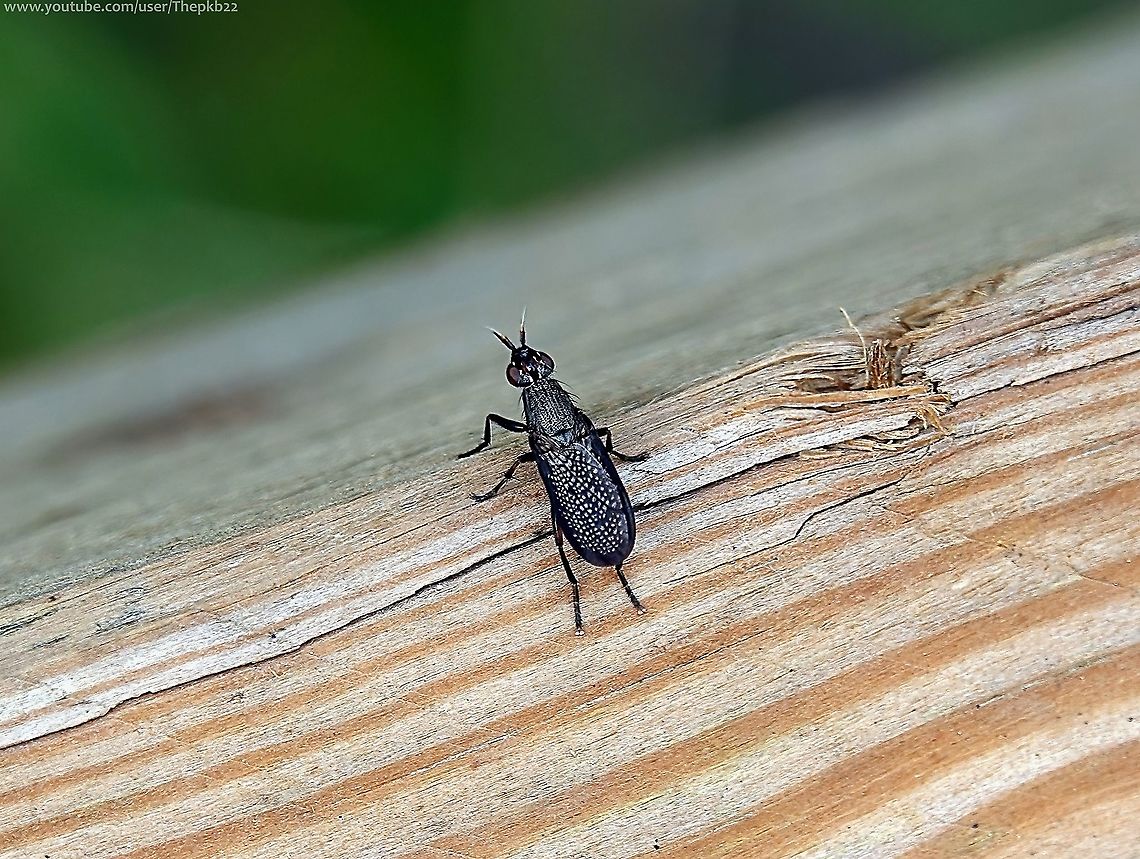 Sieve-winged Snailkiller (Coremacera marginata) One of the things I focus on when I'm out and about are wooden fences in the sun, which appear to be magnates for many an insect.<br />
<br />
Yesterday, on a single wooden fence, I found two flies (of which this gloriously named fly was one) I'd never seen before, and a number of dragonflies, within the space of a few feet and a few minutes.<br />
<br />
Find out more about this snail killer here:  <section class="video"><iframe width="448" height="282" src="https://www.youtube-nocookie.com/embed/P_ca188OnHE?hd=1&autoplay=0&rel=0" frameborder="0" allowfullscreen></iframe></section>                       Coremacera marginata,Fall,Geotagged,United Kingdom