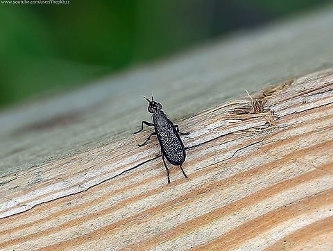 Sieve-winged Snailkiller (Coremacera marginata) One of the things I focus on when I'm out and about are wooden fences in the sun, which appear to be magnates for many an insect.

Yesterday, on a single wooden fence, I found two flies (of which this gloriously named fly was one) I'd never seen before, and a number of dragonflies, within the space of a few feet and a few minutes.

Find out more about this snail killer here:  https://www.youtube.com/watch?v=P_ca188OnHE                       Coremacera marginata,Fall,Geotagged,United Kingdom