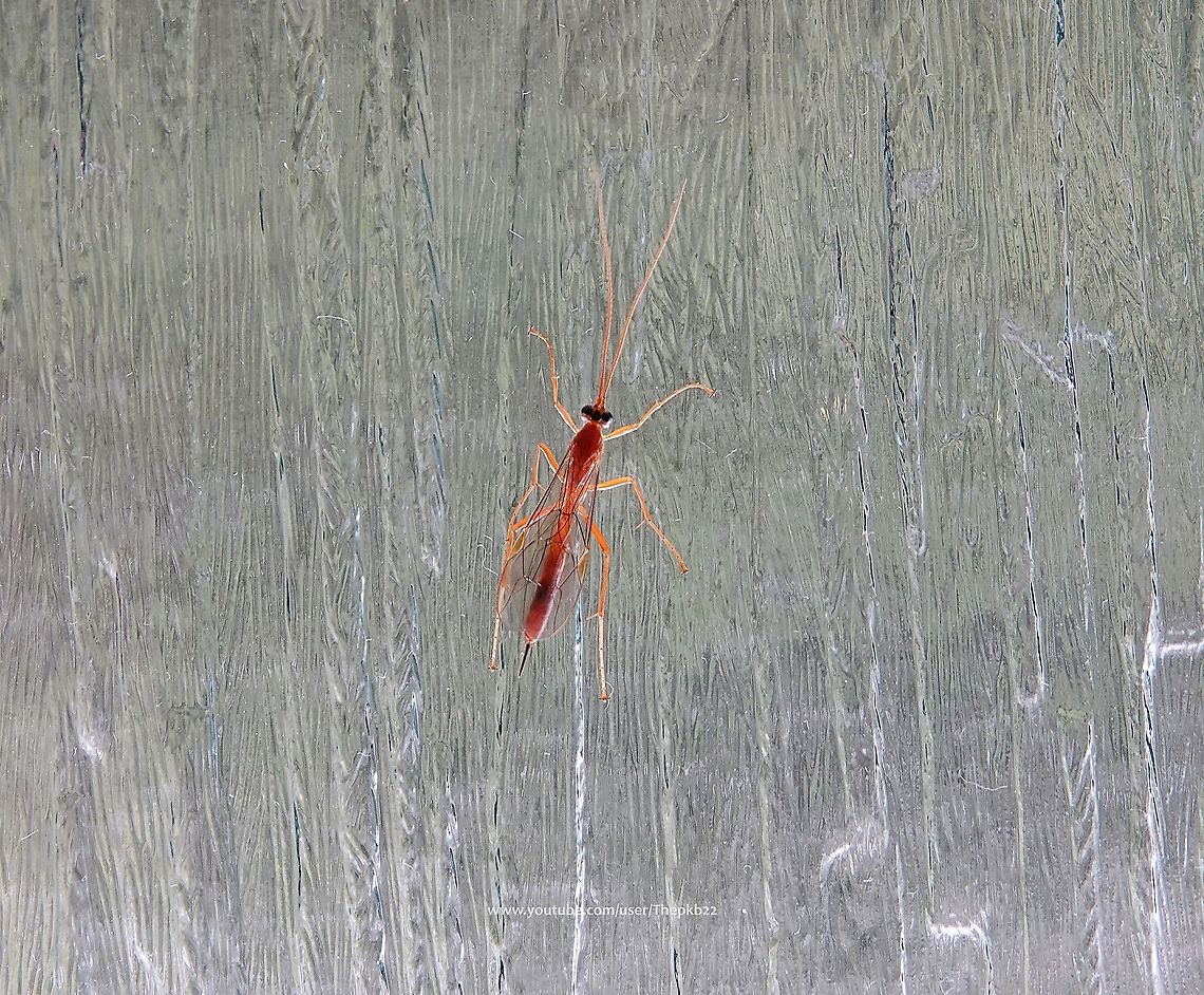 Netelia inedita Strictly speaking this species ID is a "probable", but since that ID was provided by one of the foremost experts on the subject in the UK, it's a lot more confident than had it been me offering that "probable" ID.<br />
<br />
Netelia are a sub-species of Ichneumon, a parasitoid of Geometrid larvae, particularly the genus Xanthorhoe. <br />
<br />
At first (and second) glance they are very similar to Ophion wasps, which is what I first identified this specimen to be, but under the microscope, there are numerous differences.<br />
<br />
Like the distantly related Ophioninae and some other groups of orange Ichneumonidae and Braconidae, Netelia are largely nocturnal.<br />
<br />
All Netelia are koinobiont ectoparasitoids, which means their hosts continue to grow and develop even after they have been parasited. Once the host larva host has prepared a pupation site, the parasitoid rapidly consumes it and spins its own black cocoon.  Netelia inedita