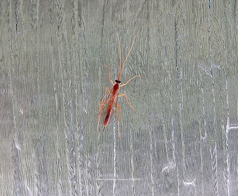 Netelia inedita Strictly speaking this species ID is a "probable", but since that ID was provided by one of the foremost experts on the subject in the UK, it's a lot more confident than had it been me offering that "probable" ID.

Netelia are a sub-species of Ichneumon, a parasitoid of Geometrid larvae, particularly the genus Xanthorhoe. 

At first (and second) glance they are very similar to Ophion wasps, which is what I first identified this specimen to be, but under the microscope, there are numerous differences.

Like the distantly related Ophioninae and some other groups of orange Ichneumonidae and Braconidae, Netelia are largely nocturnal.

All Netelia are koinobiont ectoparasitoids, which means their hosts continue to grow and develop even after they have been parasited. Once the host larva host has prepared a pupation site, the parasitoid rapidly consumes it and spins its own black cocoon.  Netelia inedita