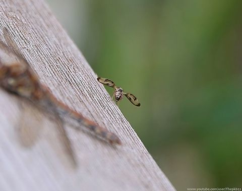 Looped Flutter Fly (Palloptera muliebris) Unfortunately, I couldn't get a front view of this fly, but the photo above shows the most distinctive feature of this species, that being the manner in which it holds its equally distinctive marked wings out from the sides of its body.

The body is various shades of brown, the wings have an obvious loop-shaped band on all edges, which are flicked alternatively as it goes about its business. Hence the 'flutter' in its description.

This fly previously came under the name 'Toxonevra muliebris'.

  Fall,Geotagged,Toxonevra muliebris,United Kingdom