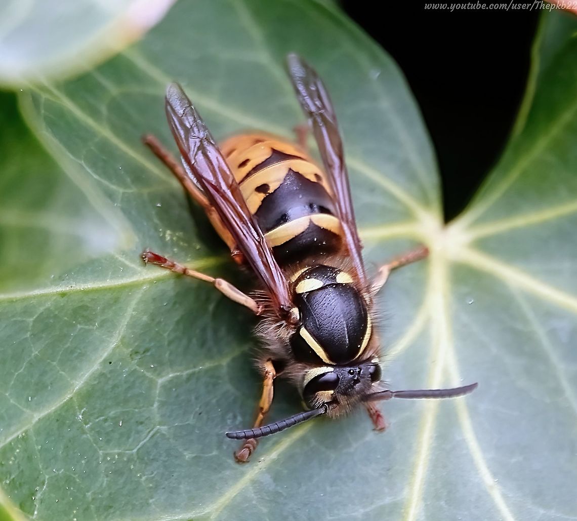Common Wasp (Vespula vulgaris) Familiar to all, misunderstood by most, the Common wasp, and other social wasps, get a bad press, but we&#039;d be lost without them.<br />
<br />
Why?<br />
<br />
Find out here: <section class="video"><iframe width="448" height="282" src="https://www.youtube-nocookie.com/embed/XBBHa7pwvPI?hd=1&autoplay=0&rel=0" frameborder="0" allowfullscreen></iframe></section>              Common wasp,Geotagged,Spring,United Kingdom,Vespula vulgaris