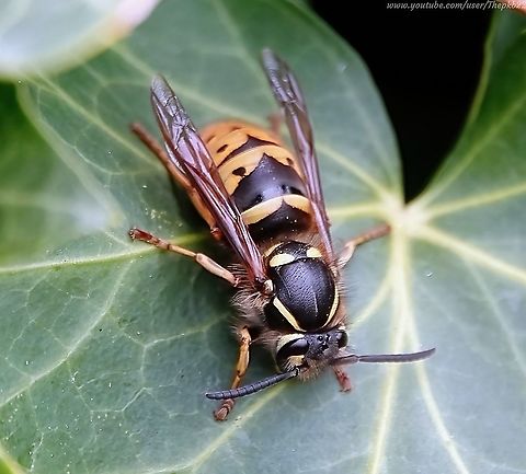 Common Wasp (Vespula vulgaris) Familiar to all, misunderstood by most, the Common wasp, and other social wasps, get a bad press, but we'd be lost without them.

Why?

Find out here: https://www.youtube.com/watch?v=XBBHa7pwvPI              Common wasp,Geotagged,Spring,United Kingdom,Vespula vulgaris