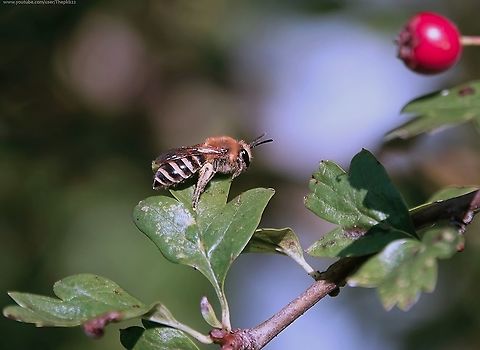 The Ivy Plasterer bee (Colletes hederae)  I featured this bee last year (with video) but as it's one of my favourite bees, I couldn't resist doing so again.

As soon as the Ivy flowers, this bee appears as if by magic, in large numbers.

I love watching them go to work.                     Colletes hederae,Fall,Geotagged,Ivy Bee,United Kingdom