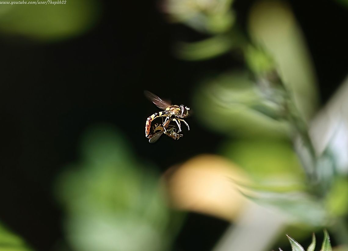 Long Hoverfly (Sphaerophoria scripta) I was fascinated to catch sight of these two attempting to mate in mid-air in quite blustery winds, but fortunately for me they quickly decided to settle on vegetation instead.<br />
<br />
What followed caught me by surprise but was, as I later had confirmed for me, not unusual behaviour for this species.<br />
<br />
I&#039;d call it the Dance of the Long Hoverfly. The smaller female might call it something else entirely.<br />
<br />
Want to know what I&#039;m referring to? <br />
<br />
Watch here and read the accompanying commentary:   <section class="video"><iframe width="448" height="282" src="https://www.youtube-nocookie.com/embed/OXBjcC1AJ9U?hd=1&autoplay=0&rel=0" frameborder="0" allowfullscreen></iframe></section>                     Geotagged,Long hoverfly,Sphaerophoria scripta,Summer,United Kingdom