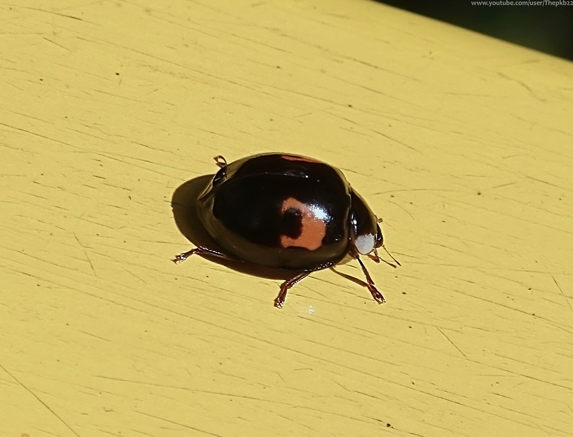 Harlequin Ladybird (Harmonia axyridis var. conspicua) There are three main forms of the Harlequin - succinea, spectabilis and conspicua.<br />
<br />
Although there are wide variation in patterns across the three the marking seen here is conspicuous of A. conspicua.<br />
<br />
I couldn't resist.<br />
<br />
Introduced to the UK as late as 2004, because of its wide diet (the eggs and larvae of butterflies and moths, many other small insects, including other ladybirds, pollen, nectar, and sugary fluids such as honeydew and the juice from ripe fruits) it is closely monitored in case it proves to be a threat to native species.<br />
<br />
Initial fears appear to have been overblown, but it is now well established and moving north.<br />
 Fall,Geotagged,Harmonia axyridis,Multicolored Asian Lady Beetle,United Kingdom