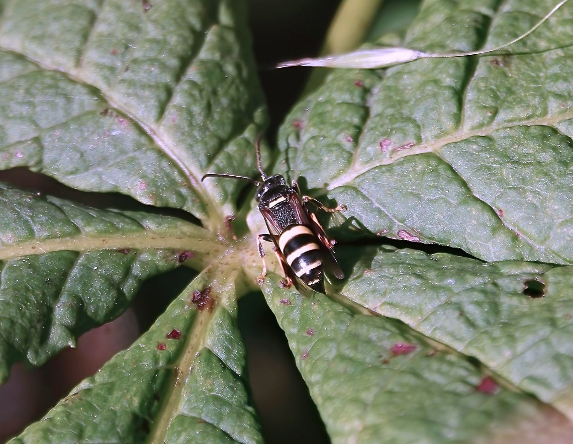 Broad-banded Hopper Wolf (Gorytes laticinctus) Another rare beastie in the garden!<br />
<br />
This solitary wasp is the rarest of the species of Gorytes in the UK, although there are some indications of an increase in it's geographical distribution?<br />
<br />
Gorytes is a genus of sand wasps in the family Crabronidae.  <br />
<br />
It's listed as 'RDB 3' on the UK Red Data Book, indicating "Taxa with small populations in Great Britain that are not at present endangered or vulnerable, but are at risk. These taxa are usually localised within restricted geographical areas or habitats or are thinly scattered over a more extensive range."<br />
<br />
Length 9-13 mm. The face is largely yellow, extending above the level of the antennal insertions, and the markings distinctive enough to identify from a good photograph.<br />
<br />
This specimen has been confirmed by a UK leading expert.<br />
<br />
Nests are excavated in the ground by the female, and the larvae supplied with froghoppers or similar bugs. The adults feed on nectar.<br />
<br />
On the wing between June and September, usually found on rough vegetation such as bramble, in the south of England.<br />
<br />
Occasionally found in gardens.<br />
<br />
Lucky me!<br />
                    Broad-banded Hopper Wolf,Geotagged,Gorytes laticinctus,Summer,United Kingdom