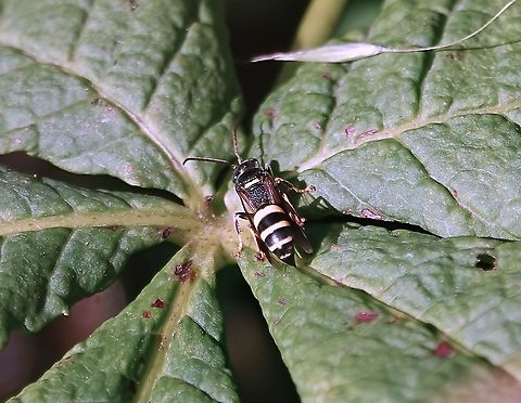 Broad-banded Hopper Wolf (Gorytes laticinctus) Another rare beastie in the garden!

This solitary wasp is the rarest of the species of Gorytes in the UK, although there are some indications of an increase in it's geographical distribution?

Gorytes is a genus of sand wasps in the family Crabronidae.  

It's listed as 'RDB 3' on the UK Red Data Book, indicating "Taxa with small populations in Great Britain that are not at present endangered or vulnerable, but are at risk. These taxa are usually localised within restricted geographical areas or habitats or are thinly scattered over a more extensive range."

Length 9-13 mm. The face is largely yellow, extending above the level of the antennal insertions, and the markings distinctive enough to identify from a good photograph.

This specimen has been confirmed by a UK leading expert.

Nests are excavated in the ground by the female, and the larvae supplied with froghoppers or similar bugs. The adults feed on nectar.

On the wing between June and September, usually found on rough vegetation such as bramble, in the south of England.

Occasionally found in gardens.

Lucky me!
                    Broad-banded Hopper Wolf,Geotagged,Gorytes laticinctus,Summer,United Kingdom