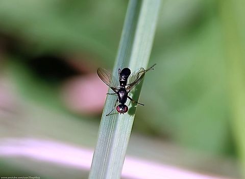 Ensign Fly (Nemopoda nitidula) In between heavy rain showers yesterday, I had a wander into the garden and soon spotted this extraordinary looking fly running around like it was desperately searching for a lost wallet.

To appreciate what I mean, watch this video, which I've slowed by 20%: https://www.youtube.com/watch?v=LmBMsNRVSK4

 Fall,Geotagged,Nemopoda nitidula,United Kingdom