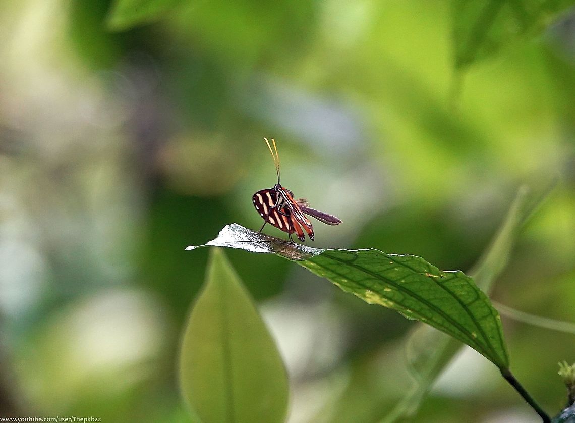 Tiger Longwing Butterfly (Heliconius hecale) On a very wet afternoon at the site of a wondrous Costa Rican rainforest waterfall, we were fortunate to come across Hummingbirds, a Howler Monkey &amp; many exotic plants.<br />
<br />
Given the weather, butterflies were at a premium but I did manage, from a distance, to stumble across this Tiger Longwing surveying the forest from this leaf.<br />
<br />
The Tiger Longwing, along with others from the family Heliconius are quite unusual and unique butterflies.<br />
<br />
Find out more, here: <section class="video"><iframe width="448" height="282" src="https://www.youtube-nocookie.com/embed/y1xuYuhUiRk?hd=1&autoplay=0&rel=0" frameborder="0" allowfullscreen></iframe></section> Costa Rica,Geotagged,Heliconius hecale,Spring,Tiger Longwing