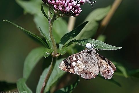 Crab spider (Misumena vatia) Known as the Goldenrod Crab spider or Flower Spider in the USA, M. vatia resembles a crab.

Its body is short, wide and flattened. The first two pairs of legs are longer than the hind legs and held open in preparation of grabbing passing prey. 

Females are 6 to 9 mm long, males 3 to 4 mm. Colours are variable. The female is light coloured, the carapace and legs white or yellow with darker sides, and sometimes dark reddish markings on the abdomen. 

The male is darker. The carapace is a red to reddish brown with a white spot in the middle ascending to the eye area. The first and second legs are reddish brown, the third and fourth are yellow. The male also has a pair of dorsal and lateral parallel bands of red with a white background. The jaws of this spider are small and slender, and contain venom. 

They do not spin webs, and produce silk only in order to protect their eggs.

Cleverly, Misumena vatia can slowly change its colour to match the colour of whatever flower they happen to be hiding upon. 

It then waits for its prey to stray within its grasp and closes its front legs to pin it down. It uses its small fangs to immediately inject venom to immobilizes its prey, waiting patiently until it's done its job before sucking all of its bodily fluids dry.         Geotagged,Goldenrod crab spider,Misumena vatia,Summer,United Kingdom