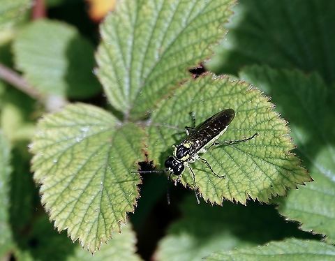 Sawfly Tenthredo mesomela One of the reasons sawflies are sadly under researched is that many of them are very tricky to identify so, perhaps understandably, some etymologists tend to avoid them.

Or so I'm told.

This is a case in point. 

I spent several months convinced this was a sawfly from the genus Rhogogaster, without being able to ID the specific species and a couple of people agreed with me.

I'm glad to have finally arrived at the correct ID.

For a close up look and species information: https://www.youtube.com/watch?v=7RHbvSy848Y           Geotagged,Spring,Tenthredo mesomela,United Kingdom