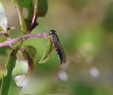 Twin-spot Centurion (Sargus bipunctatus) This is the largest Soldier fly in the UK , with a wing length of approx.10mm.

The male, (seen here) is narrowly built with a metallic green thorax and metallic bronze abdomen. 

Females are broader built with an extensively reddish underside to the abdomen and a blackish tip bearing blue reflections. 

Both sexes have orange legs and a pair of whitish spots on the frons just above the antennae, which gives them their 'Twin-spot' name.

Compared to other Soldier flies, it has a late flight period between August and November and can sometimes be seen sunbathing on a variety of vegetation.

 Fall,Geotagged,Sargus bipunctatus,United Kingdom