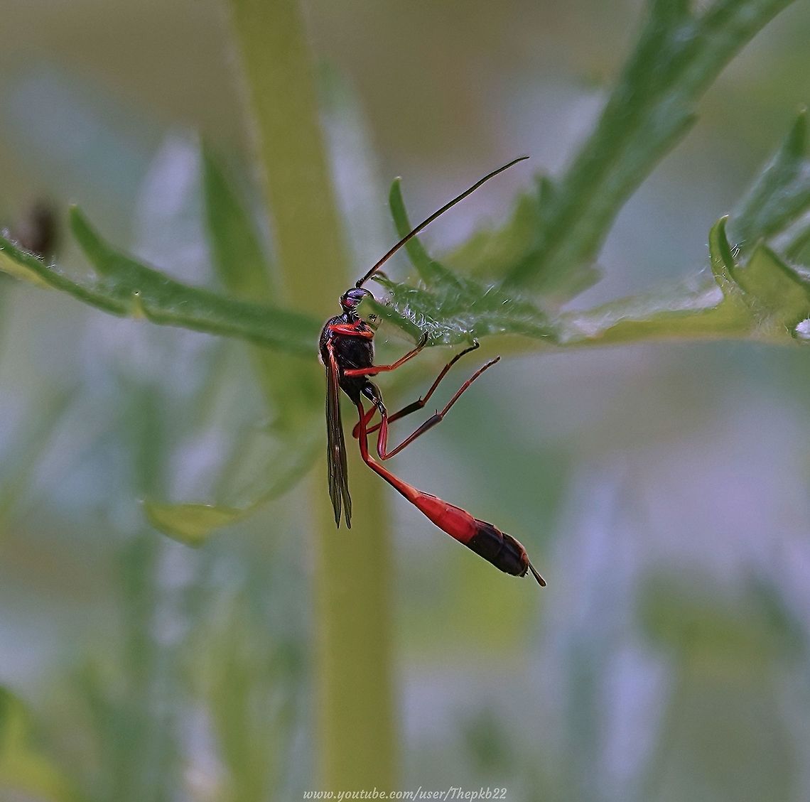 Ichneumon Wasp (Barylypa propugnator)     What an impressive wasp this is and although I only saw it for a minute or so just outside my front door, it left quite an impression.<br />
<br />
It&#039;s taken me since July to get a confirmed ID, which isn&#039;t surprising since it came down to minute details.<br />
<br />
To see what they were, watch this video and read the accompanying info: <section class="video"><iframe width="448" height="282" src="https://www.youtube-nocookie.com/embed/RhhhTxX_RPo?hd=1&autoplay=0&rel=0" frameborder="0" allowfullscreen></iframe></section>                           Barylypa propugnator,Geotagged,Summer,United Kingdom