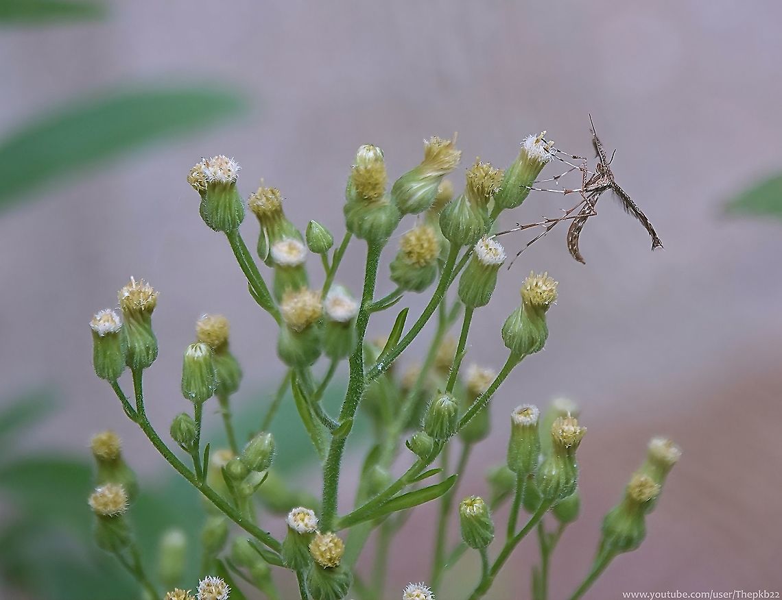 Beautiful Plume Moth (Amblyptilia acanthadactyla) These small moths are probably familiar to all, but did you know what a wide variety of these moths exists or anything about their lives?<br />
<br />
See this Beautiful Plume moth in close up and read about it here: <section class="video"><iframe width="448" height="282" src="https://www.youtube-nocookie.com/embed/c96s8P8LU-s?hd=1&autoplay=0&rel=0" frameborder="0" allowfullscreen></iframe></section><br />
                              Amblyptilia acanthadactyla,Fall,Geotagged,United Kingdom