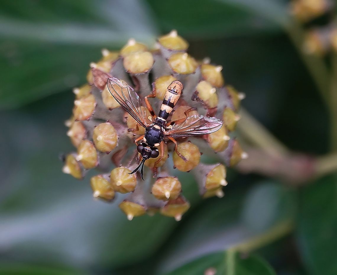 Ivy Wasp Grabber (Leopoldius signatus) It's easy to see why this very convincing wasp mimic might be under recorded as it skulks among the throng of Common Wasps swarming over flowering Ivy, the sight of which is hypnotic at the best of times.<br />
<br />
I was probably fortunate to spot it myself.<br />
<br />
Watch it close up, feeding on its favoured plant in my garden.<br />
<br />
<section class="video"><iframe width="448" height="282" src="https://www.youtube-nocookie.com/embed/6BwnfgiQLug?hd=1&autoplay=0&rel=0" frameborder="0" allowfullscreen></iframe></section><br />
                                Fall,Geotagged,Leopoldius signatus,United Kingdom