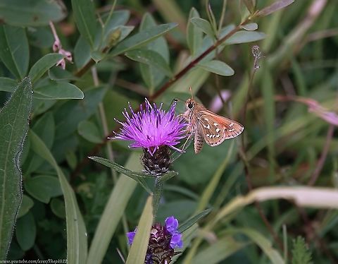 Silver-spotted Skipper Butterfly (Hesperia comma) Just when you think you know most of the best nature sites in your locality, but you stumble across a new one which then turns out to have one of the rarest butterflies in the UK looking back at you, you know you've had a great day!

https://www.youtube.com/watch?v=OkrUXL9VEzM                      Common branded skipper,Geotagged,Hesperia comma,Summer,United Kingdom