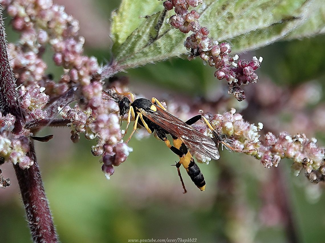 Ichneumon Wasp (Amblyteles armatorius) As we well know, differences between species enabling an ID can come down to the minutest details which are better analysed with a specimen or photo, rather than a video.<br />
<br />
Just occasionally, a video can reveal that detail. Such was the case with Amblyteles armatorius.<br />
<br />
Find out what that detail was by reading the species information that accompanies this video: <section class="video"><iframe width="448" height="282" src="https://www.youtube-nocookie.com/embed/LMugTHCrReE?hd=1&autoplay=0&rel=0" frameborder="0" allowfullscreen></iframe></section> Amblyteles armatorius,Geotagged,Summer,United Kingdom