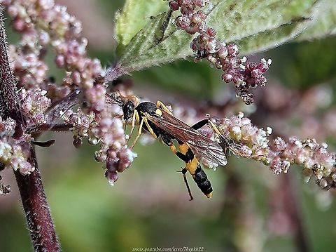 Ichneumon Wasp (Amblyteles armatorius) As we well know, differences between species enabling an ID can come down to the minutest details which are better analysed with a specimen or photo, rather than a video.

Just occasionally, a video can reveal that detail. Such was the case with Amblyteles armatorius.

Find out what that detail was by reading the species information that accompanies this video: https://www.youtube.com/watch?v=LMugTHCrReE Amblyteles armatorius,Geotagged,Summer,United Kingdom