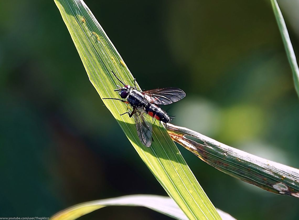 Tachinid Fly (Mintho rufiventris) Although more common on the continent, Mintho rufiventris is a nationally scarce Tachinid found only in parts of the south east of the UK.<br />
<br />
Like many Tachinids it looks like robust, bristly housefly,<br />
<br />
The larvae parasite caterpillars of the moth Orthopygia glaucinalis (Double-striped Tabby) and possibly others, which live in decaying plant material such as hay stacks and thatch. <br />
<br />
The Double-striped Tabby is also southern based, which makes perfect sense.<br />
<br />
Usually associated with farm buildings, it&#039;s occasionally found in gardens, as this one was in mine.<br />
<br />
 Geotagged,Mintho rufiventris,Summer,United Kingdom,mintho rufiventris