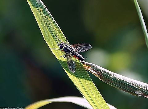 Tachinid Fly (Mintho rufiventris) Although more common on the continent, Mintho rufiventris is a nationally scarce Tachinid found only in parts of the south east of the UK.

Like many Tachinids it looks like robust, bristly housefly,

The larvae parasite caterpillars of the moth Orthopygia glaucinalis (Double-striped Tabby) and possibly others, which live in decaying plant material such as hay stacks and thatch. 

The Double-striped Tabby is also southern based, which makes perfect sense.

Usually associated with farm buildings, it's occasionally found in gardens, as this one was in mine.

 Geotagged,Mintho rufiventris,Summer,United Kingdom,mintho rufiventris