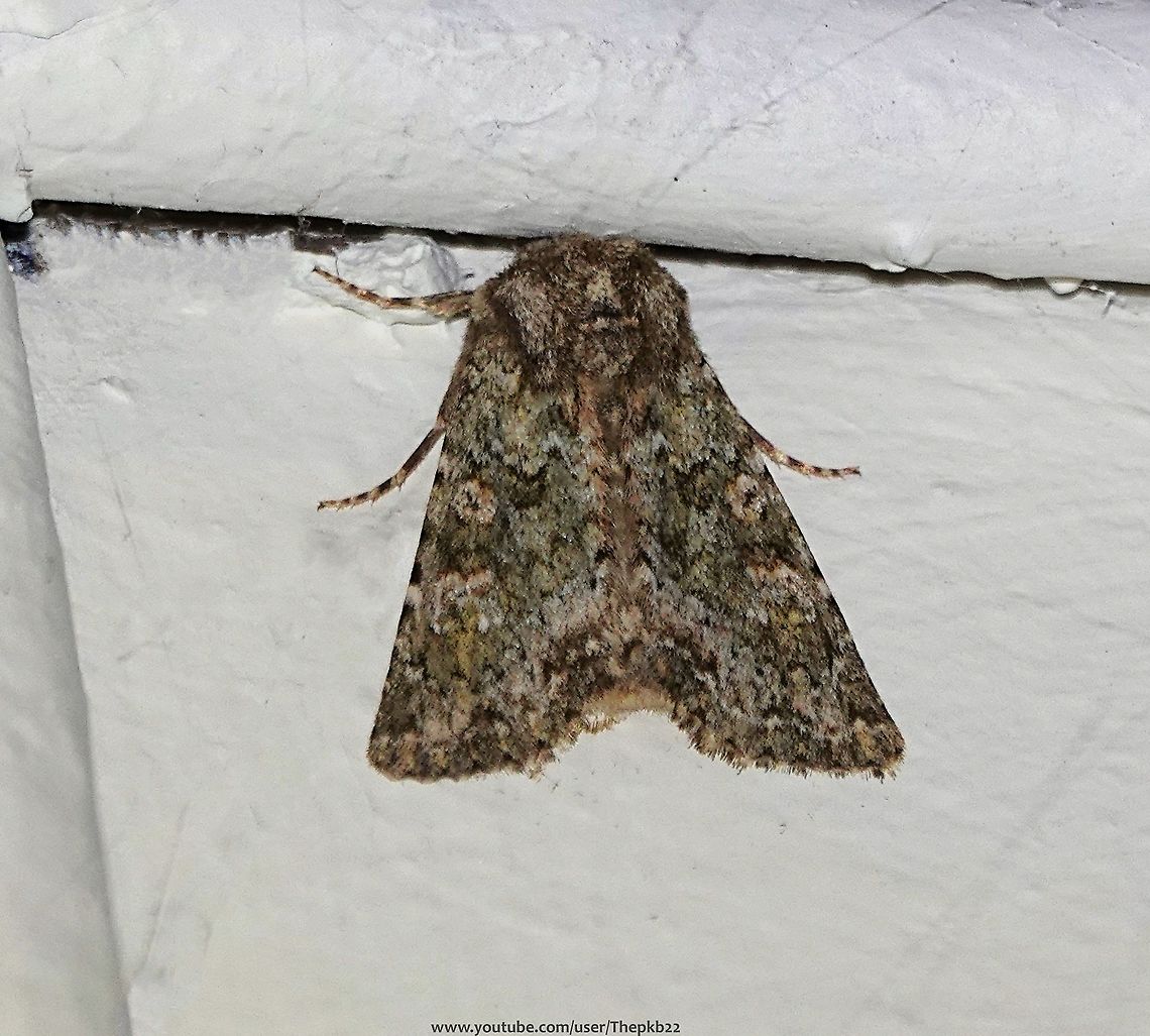 Feathered Ranunculus (Polymixis lichenea) Not to be confused with the similar Large Ranuncalus (Polymixis flavicincta) from the same family &#039;Noctuidae&#039;, this is a locally found inhabitant of coastal areas of the south and Wales, and with less frequency in the north west. <br />
<br />
Flying between August and October. it frequents a range of dry habitats, including waste ground, sandhills and shingle beaches, as well as chalkdown slopes.<br />
<br />
 Fall,Geotagged,Polymixis lichenea,United Kingdom