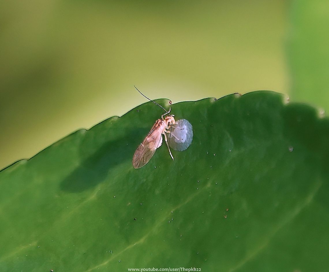 Barkfly (Valenzuela flavidus) You could be forgiven for never having noticed any of the 90 or so members of this family of insects given their tiny size.<br />
<br />
What alerted me to this specimen was its constant movement and fussing over what turned out to be a clutch of eggs.<br />
 <br />
<br />
More details on this species here:   <section class="video"><iframe width="448" height="282" src="https://www.youtube-nocookie.com/embed/wBST1Z78ppQ?hd=1&autoplay=0&rel=0" frameborder="0" allowfullscreen></iframe></section>        Fall,Geotagged,United Kingdom,Valenzuela flavidus