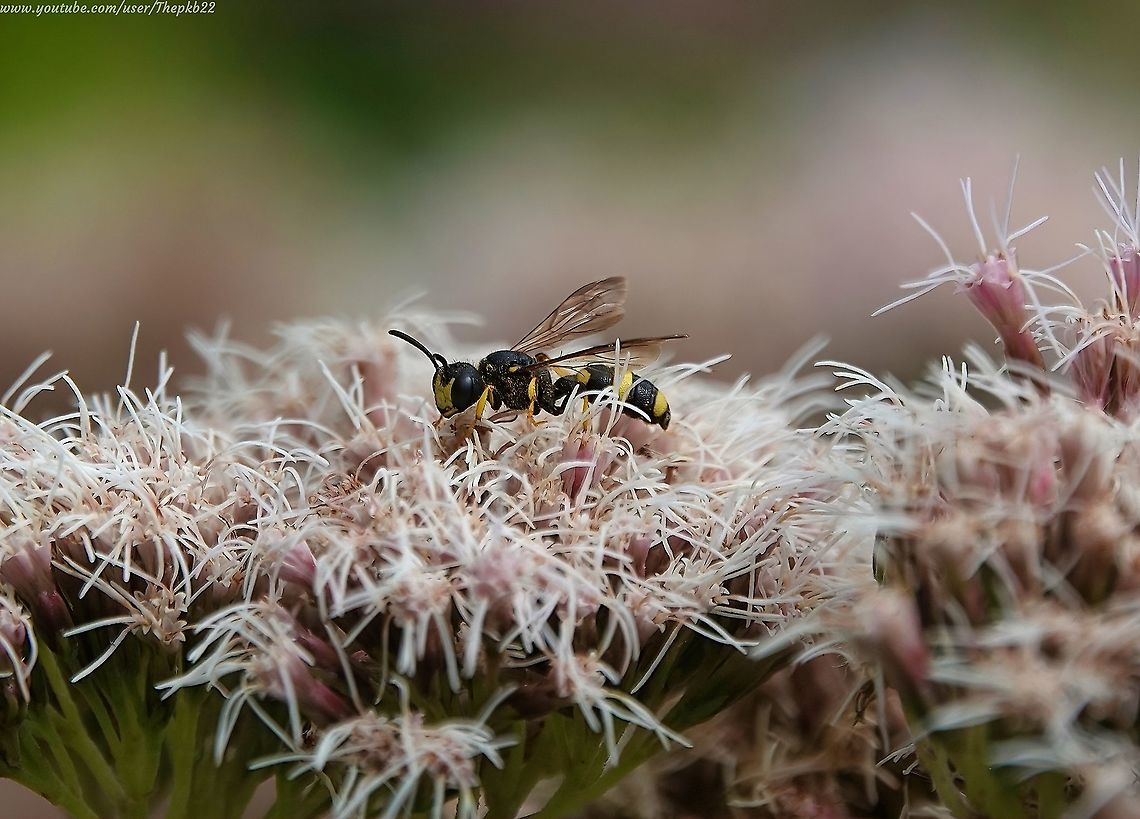 Ornate-tailed Digger Wasp (Cerceris rybyensis) I have replaced a previous post on this species, because I found some video footage I didn't realise I had.<br />
<br />
That video and enhanced species information can be seen here: <section class="video"><iframe width="448" height="282" src="https://www.youtube-nocookie.com/embed/YiFsPsQMCWA?hd=1&autoplay=0&rel=0" frameborder="0" allowfullscreen></iframe></section><br />
<br />
PK                          Cerceris rybyensis,Geotagged,Ornate-tailed Digger Wasp,Summer,United Kingdom