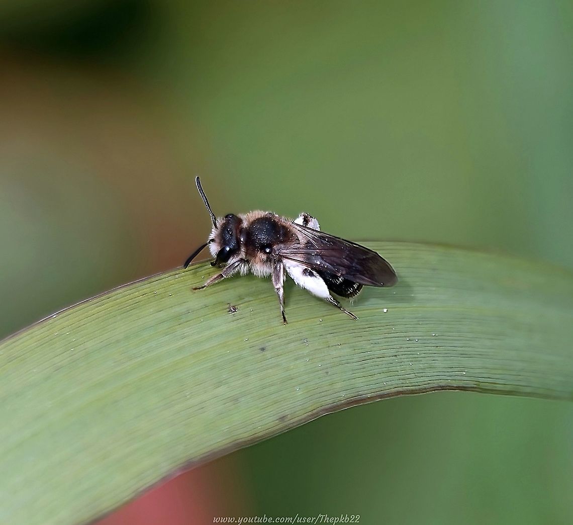 Broad-faced Mining Bee (Andrena proxima) On a very blustery day in May, as I took this photo and the attached video, little did I know it would take me almost 6 months to almost (certainly) establish an ID, despite consulting those that are usually able to assist.<br />
<br />
It appears the reason was, this is a rare bee in the UK, and is in a sub-species group with a few similar-looking cousins,  a combination which required a highly trained, experienced and respected expert eye, to do &#039;pin it down&#039;.<br />
<br />
Read all about it here:<section class="video"><iframe width="448" height="282" src="https://www.youtube-nocookie.com/embed/jtGQBDrjPNg?hd=1&autoplay=0&rel=0" frameborder="0" allowfullscreen></iframe></section> Andrena proxima,Broad-faced Mining Bee,Geotagged,Spring,United Kingdom
