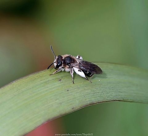 Broad-faced Mining Bee