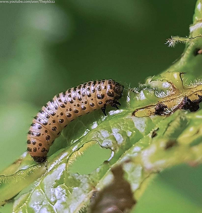 Viburnum Leaf Beetle Larva (Pyrrhalta viburni) If you conduct a search for Viburnum Leaf Beetle online, the first few pages will almost exclusively consist of "How to get rid of...." advice, such is the reputation of this beetle.<br />
<br />
Native to the UK, in 2010 the Viburnum Leaf Beetle was named the country's No.1 pest by the Royal Horticultural Society.<br />
<br />
Seen here in its third larva Instar form, Pyrrhalta viburni attacks Viburnum species, of which there are approx.150 worldwide.<br />
<br />
in adult form it is approximately 4.5 to 6.5 mm in length, and not dissimilar to other Leaf beetles.<br />
<br />
The newly hatched larva is greenish yellow &amp; very small (1-2 mm). As it grows, a pattern of dark spots develops on the body giving it a darker appearance. Mature larvae are 10 to 11 mm long, slightly depressed, and sub-cylindrical.<br />
<br />
 Geotagged,Pyrrhalta viburni,Spring,United Kingdom,Viburnum leaf beetle
