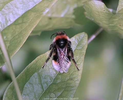 Vestal Cuckoo Bee (Bombus vestalis) Also known as the Southern Cuckoo bee B. vestalis parasites on The Buff-tailed Bumblebee (Bombus terrestris)  and is, as you can see, very easy to confuse with true bumblebees.

The larger females typically emerge from mid-March and can be a familiar sight on sallow catkins, White Dead-nettle, dandelions and Ground-ivy. They can also frequently be seen flying low over the ground in search of B. terrestris nests. In late summer males can be some of the commonest bumblebees on thistles, brambles, knapweeds, umbellifers and garden plants such as lavenders. They will also nectar-rob from flowers such as comfreys.
  
Like all cuckoo species, they do not collect pollen for their offspring and thus have no pollen baskets or worker caste. Bombus vestalis,Geotagged,Summer,United Kingdom,Vestal cuckoo bumblebee