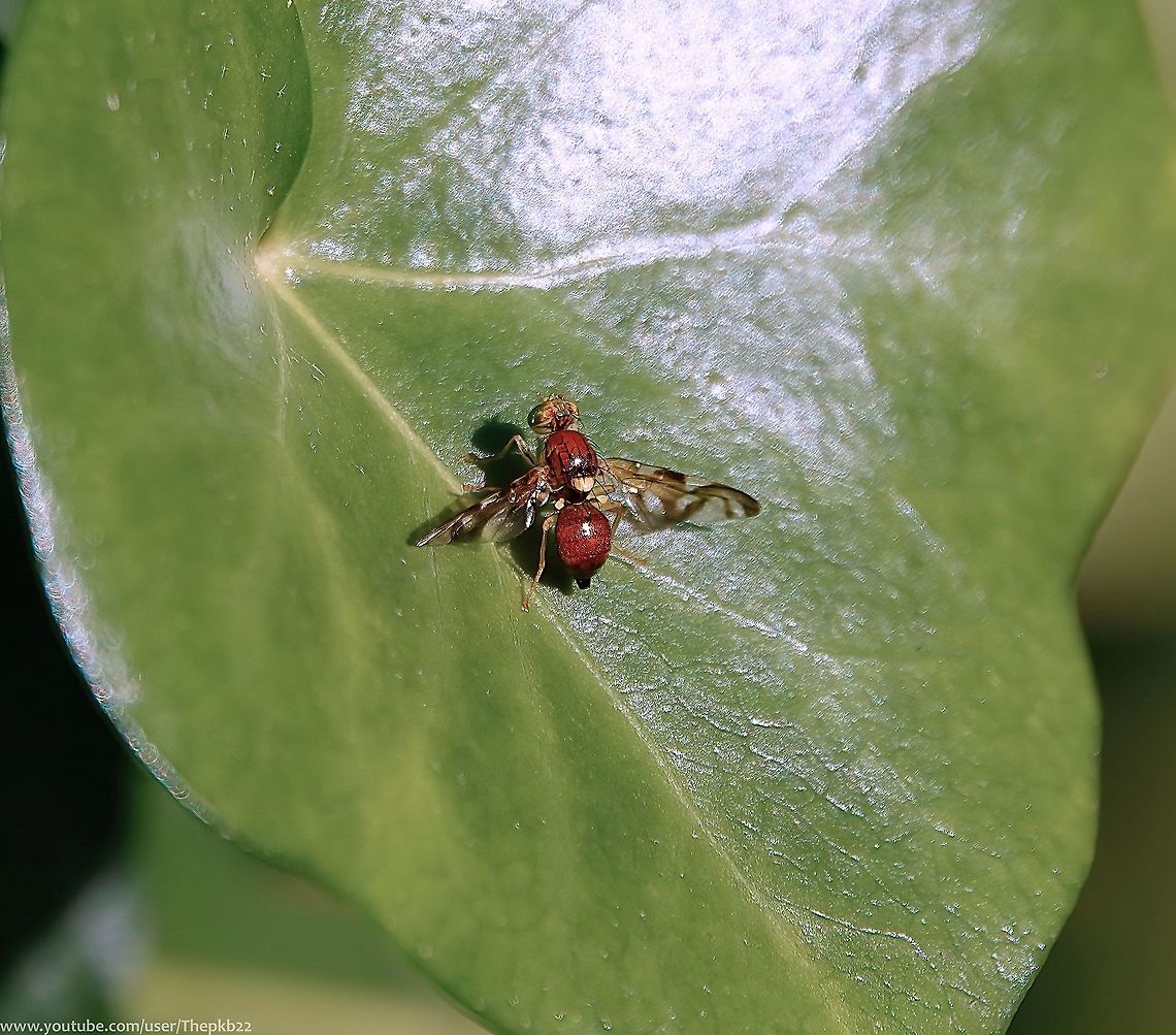 Celery Fruit fly (Euleia heraclei) I featured this hyperactive fly in April 2001 here:                   <figure class="photo"><a href="https://www.jungledragon.com/image/114425/celery_fruit_fly_euleia_heraclei.html" title="Celery Fruit fly (Euleia heraclei)"><img src="https://s3.amazonaws.com/media.jungledragon.com/images/4367/114425_thumb.JPG?AWSAccessKeyId=05GMT0V3GWVNE7GGM1R2&Expires=1769040010&Signature=x0AxVGGK7VQT%2FQqmM3vWel3jhjY%3D" width="200" height="164" alt="Celery Fruit fly (Euleia heraclei) This is an absolute tiny picture-wing fruit fly with distinctive markings and intense green eyes.<br />
<br />
Just don't mention its name to  growers of celery and related plants, due to the damage the larvae can do to crops.  <br />
<br />
Find out more, here:  https://www.youtube.com/watch?v=BzID9fzTSAY               Euleia heraclei,Geotagged,Spring,United Kingdom" /></a></figure><br />
<br />
In the commentary to that video I mentioned E heraclei has two colour forms, black as shown at the time and a light brown/red version shown in the photograph above, which is indicative of the summer generation.<br />
<br />
This colouring and body detail is quite stunning. Celery Fly,Euleia heraclei,Fall,Geotagged,United Kingdom